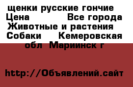 щенки русские гончие › Цена ­ 4 000 - Все города Животные и растения » Собаки   . Кемеровская обл.,Мариинск г.